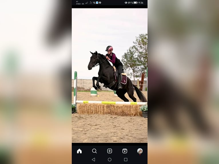 Menorquín Yegua 5 años 155 cm Negro in Vysoká Pri Morave