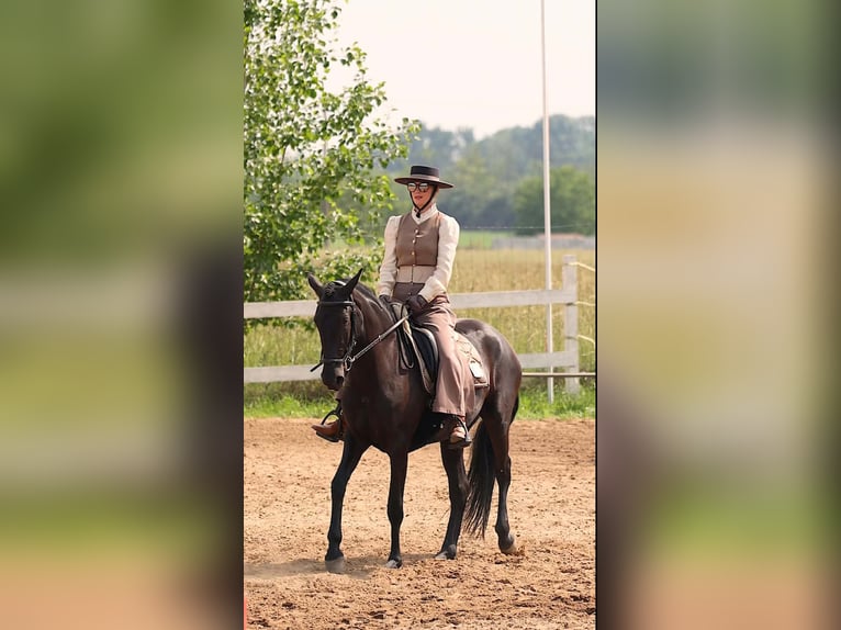 Menorquín Yegua 5 años 155 cm Negro in Vysoká Pri Morave