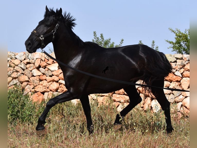 Menorquín Yegua 5 años 158 cm Negro in Menorca