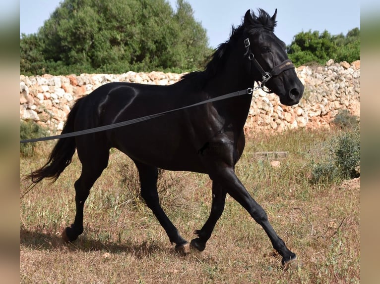 Menorquín Yegua 5 años 158 cm Negro in Menorca