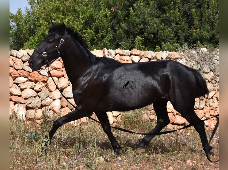 Menorquín Yegua 5 años 158 cm Negro in Menorca