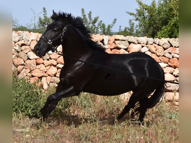 Menorquín Yegua 5 años 158 cm Negro in Menorca