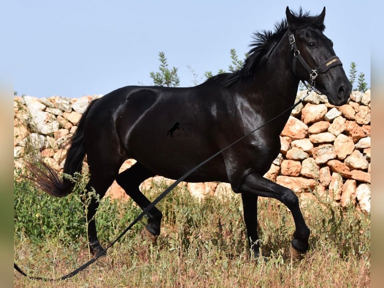 Menorquín Yegua 5 años 158 cm Negro in Menorca