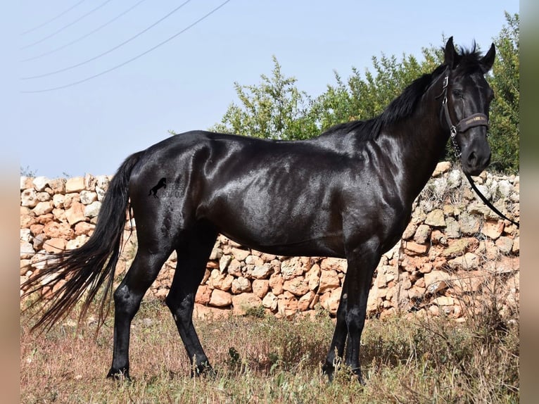 Menorquín Yegua 5 años 158 cm Negro in Menorca