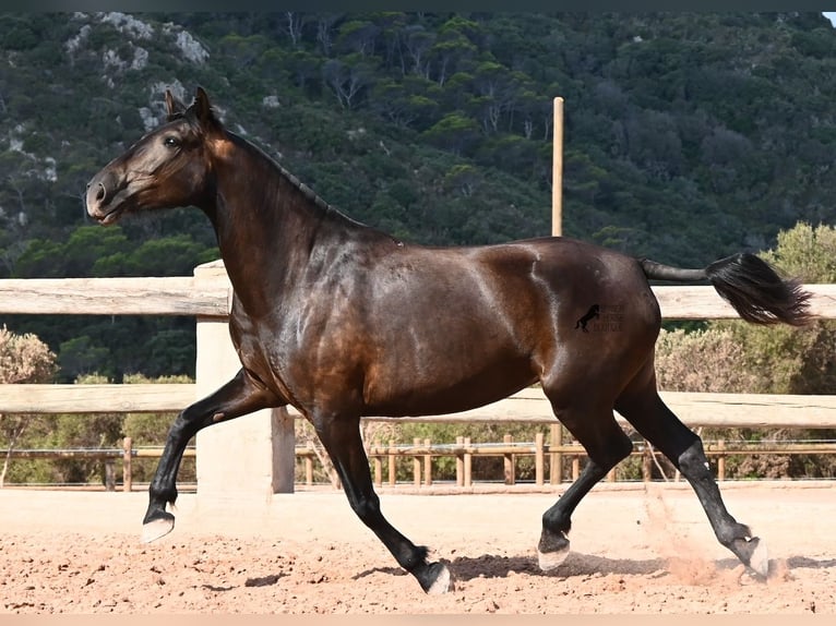 Menorquín Yegua 5 años 159 cm Negro in Menorca