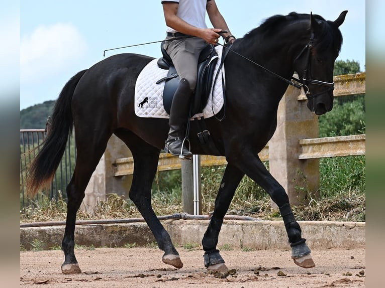 Menorquín Yegua 5 años 165 cm Negro in Menorca