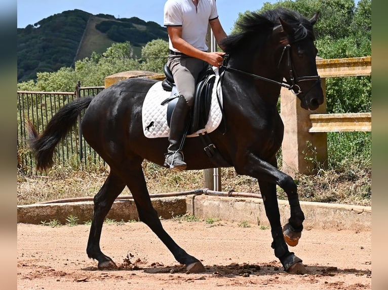 Menorquín Yegua 5 años 165 cm Negro in Menorca