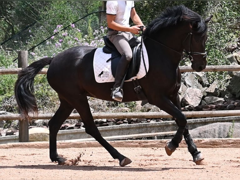 Menorquín Yegua 5 años 165 cm Negro in Menorca