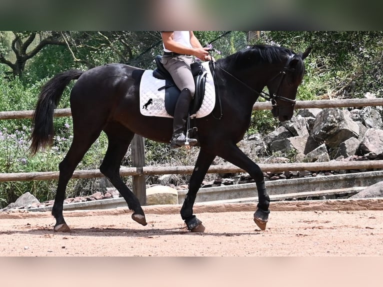 Menorquín Yegua 5 años 165 cm Negro in Menorca