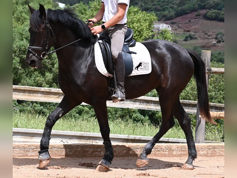 Menorquín Yegua 5 años 165 cm Negro in Menorca