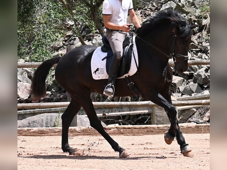 Menorquín Yegua 5 años 165 cm Negro in Menorca