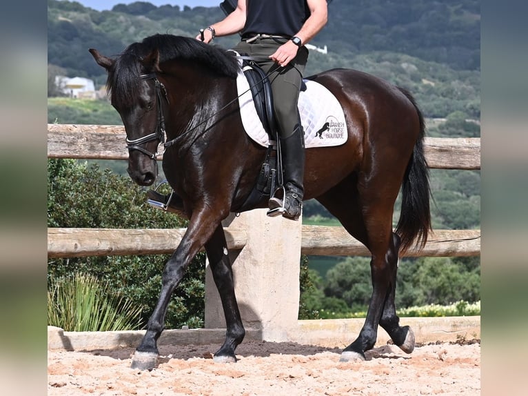 Menorquín Yegua 5 años 165 cm Negro in Menorca