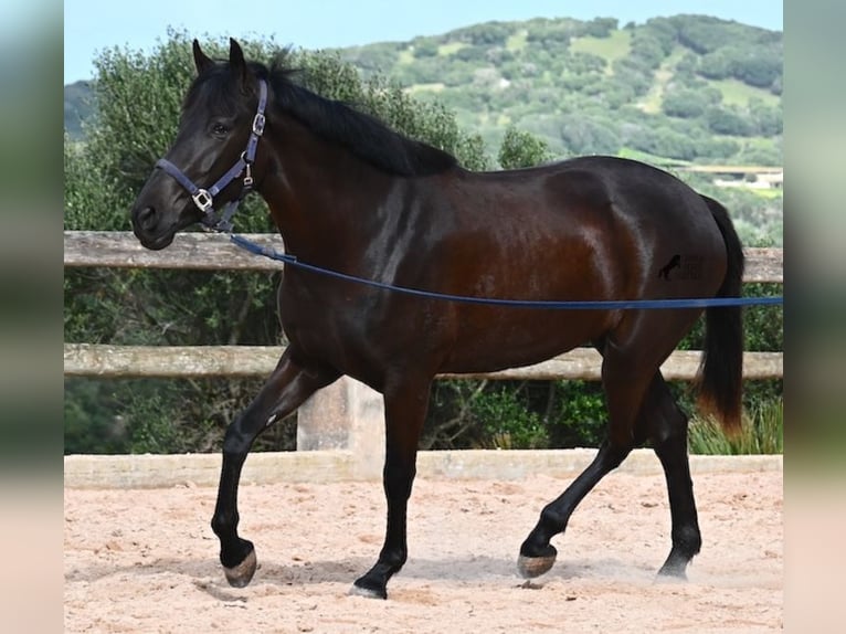 Menorquín Yegua 5 años 165 cm Negro in Menorca