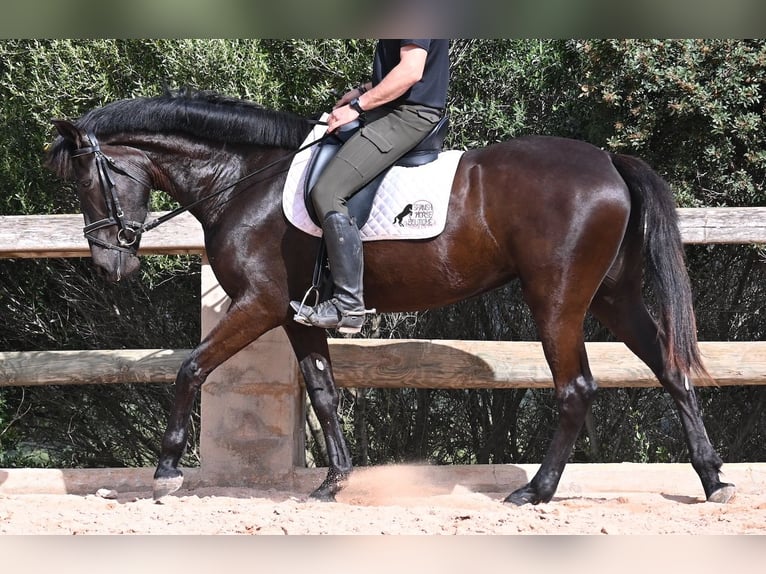 Menorquín Yegua 5 años 165 cm Negro in Menorca