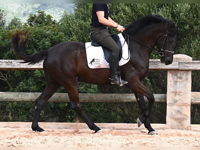 Menorquín Yegua 5 años 165 cm Negro in Menorca