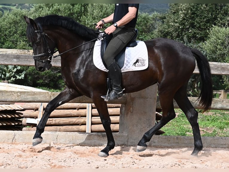 Menorquín Yegua 5 años 165 cm Negro in Menorca