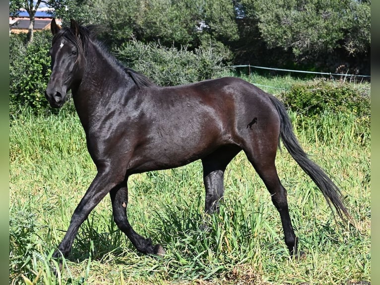 Menorquín Yegua 5 años 167 cm Negro in Menorca