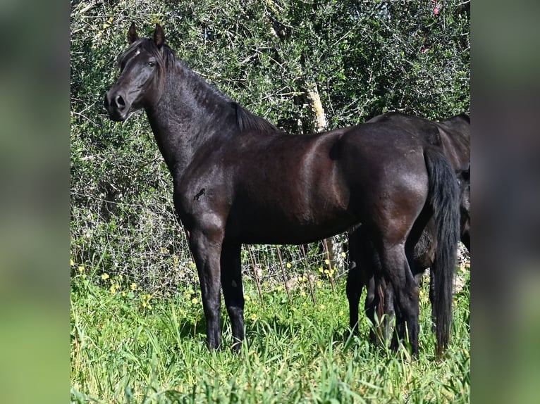 Menorquín Yegua 5 años 167 cm Negro in Menorca