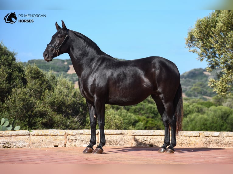 Menorquín Yegua 6 años 152 cm Negro in Menorca