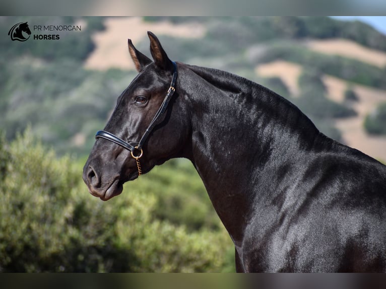 Menorquín Yegua 6 años 152 cm Negro in Menorca