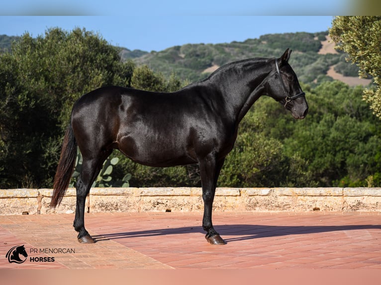 Menorquín Yegua 6 años 152 cm Negro in Menorca