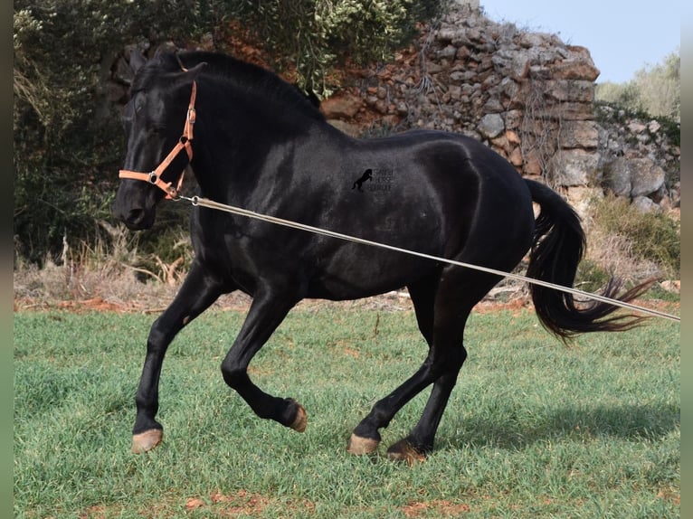 Menorquín Yegua 6 años 154 cm Negro in Menorca
