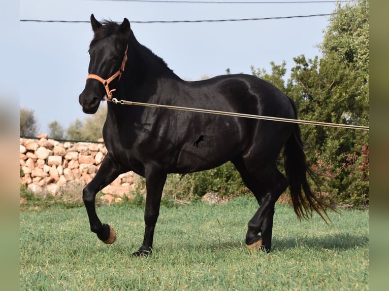 Menorquín Yegua 6 años 154 cm Negro in Menorca