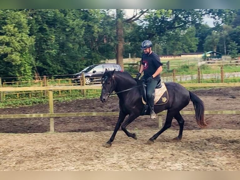 Menorquín Yegua 6 años 164 cm Negro in Herenthout