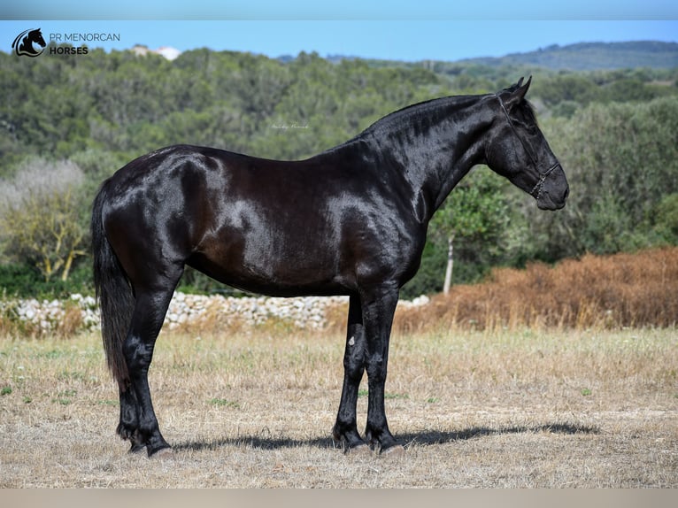 Menorquín Yegua 6 años 168 cm Negro in Menorca