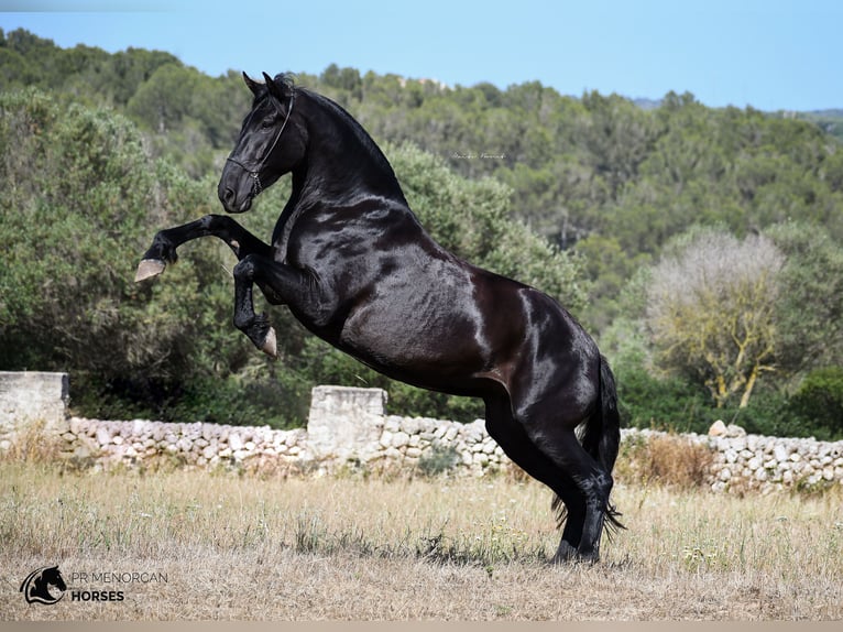 Menorquín Yegua 6 años 168 cm Negro in Menorca