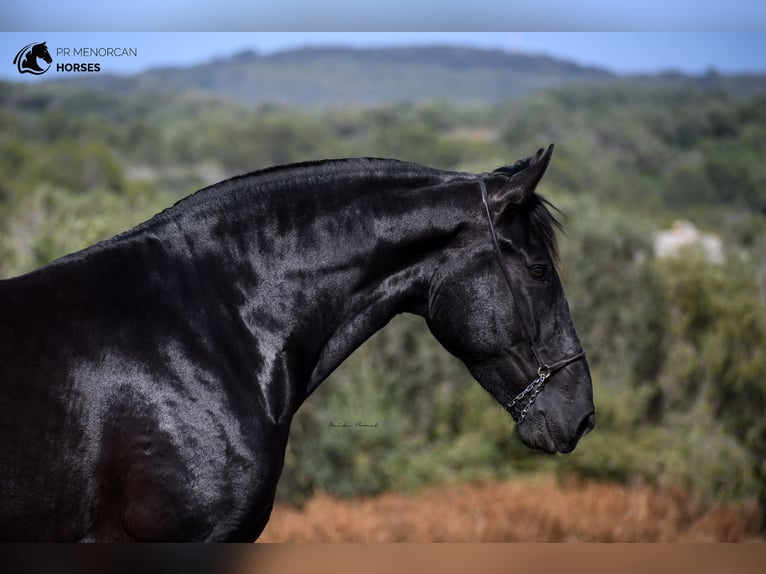 Menorquín Yegua 6 años 168 cm Negro in Menorca