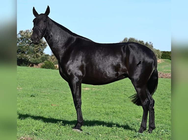 Menorquín Yegua 6 años 171 cm Negro in Menorca