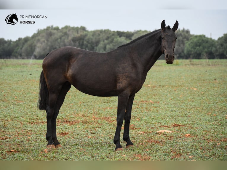 Menorquín Yegua 7 años 151 cm Negro in Menorca