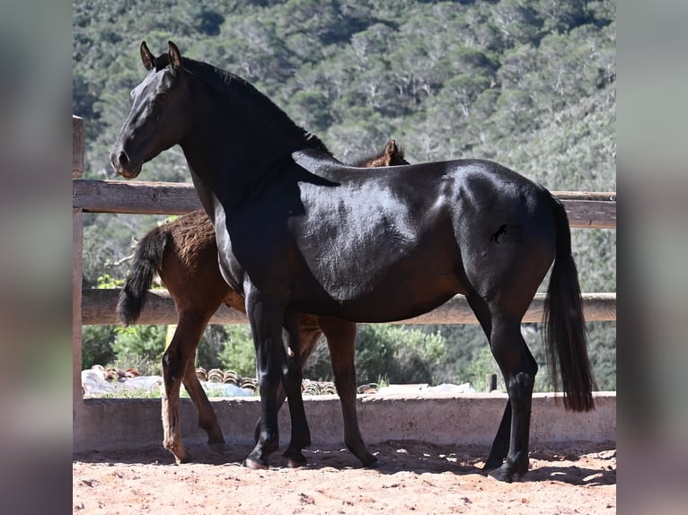 Menorquín Yegua 8 años 153 cm Negro in Menorca