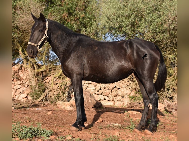 Menorquín Yegua 8 años 160 cm Negro in Menorca