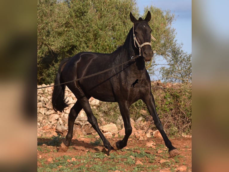 Menorquín Yegua 8 años 160 cm Negro in Menorca