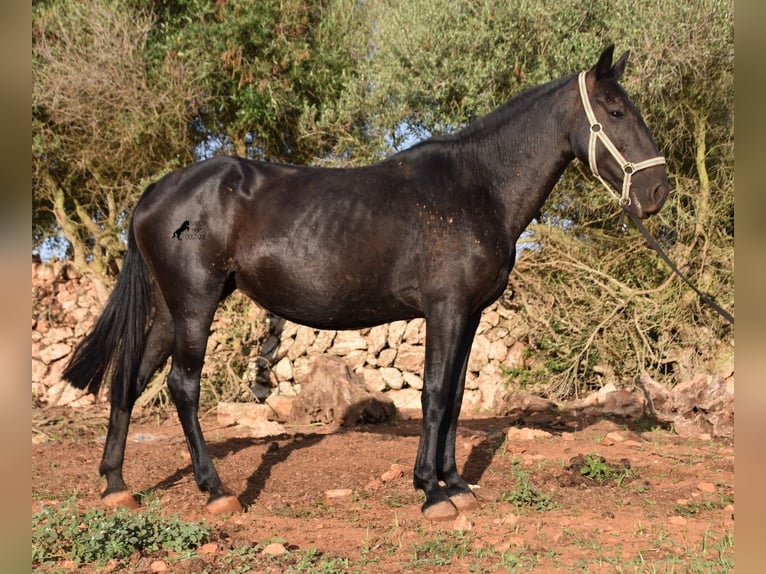 Menorquín Yegua 8 años 160 cm Negro in Menorca