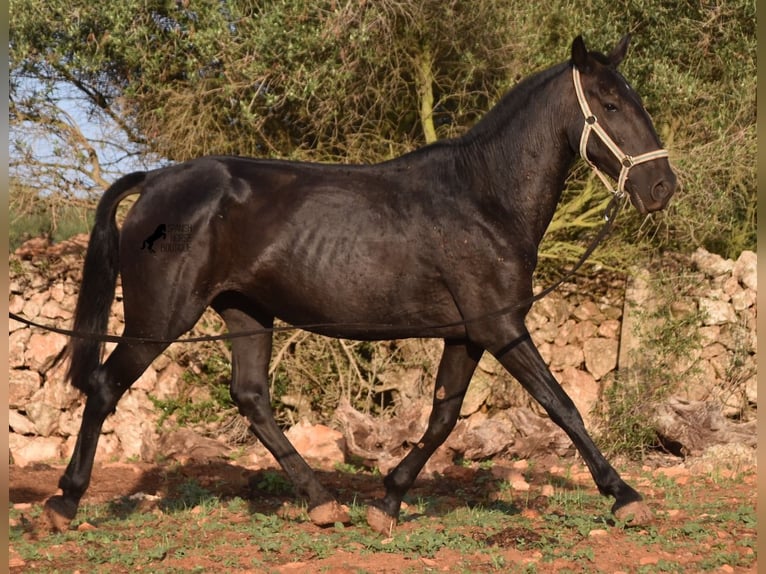 Menorquín Yegua 8 años 160 cm Negro in Menorca