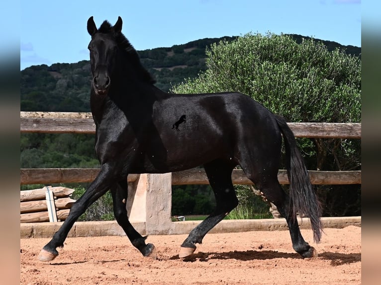 Menorquín Yegua 8 años 160 cm Negro in Menorca Menorquín Yegua 8 años 160 cm Negro in Menorca