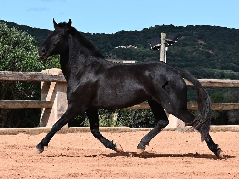Menorquín Yegua 8 años 160 cm Negro in Menorca Menorquín Yegua 8 años 160 cm Negro in Menorca