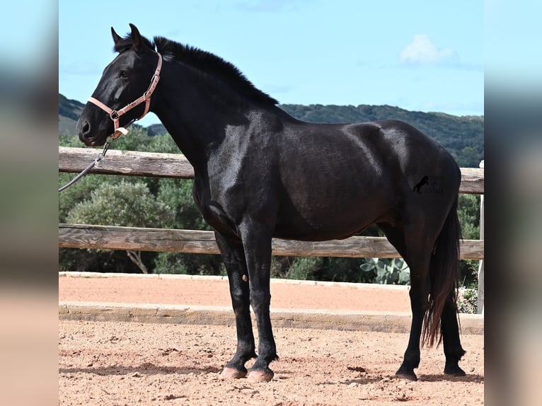Menorquín Yegua 8 años 160 cm Negro in Menorca Menorquín Yegua 8 años 160 cm Negro in Menorca