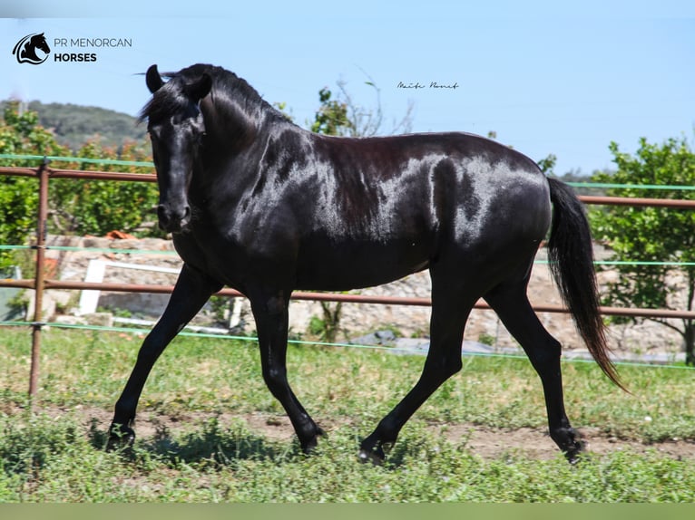 Menorquín Yegua 9 años 159 cm Negro in Ciutadella