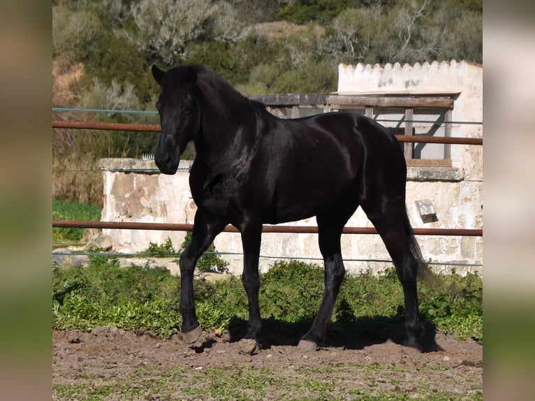 Menorquín Yegua 9 años 159 cm Negro in Menorca