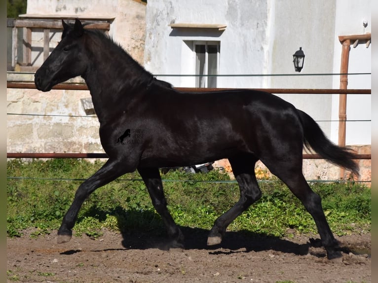 Menorquín Yegua 9 años 159 cm Negro in Menorca