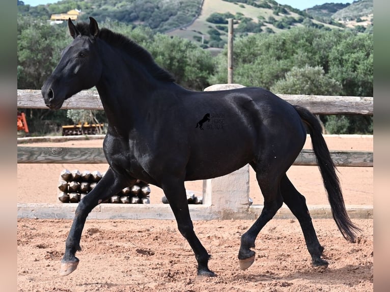 Menorquín Yegua 9 años 160 cm Negro in Menorca