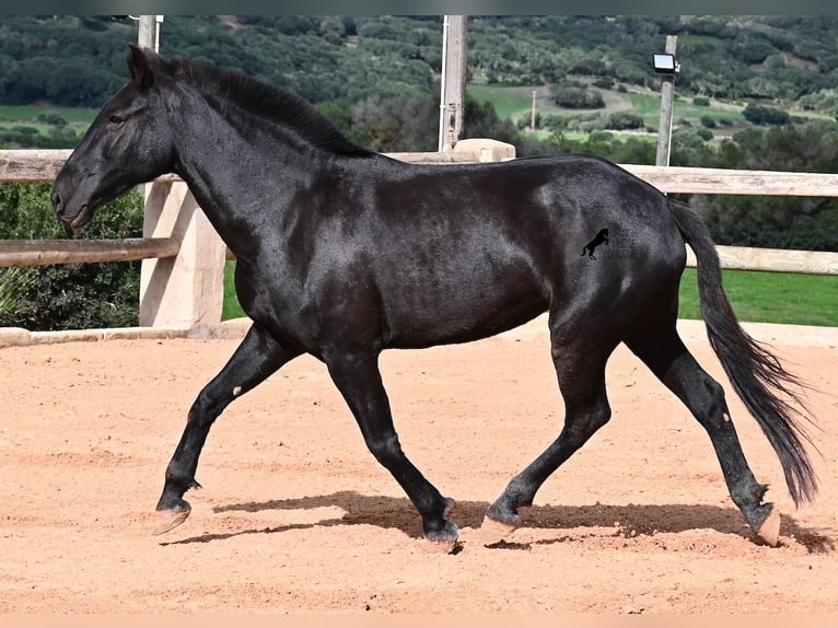 Menorquín Yegua 9 años 160 cm Negro in Menorca