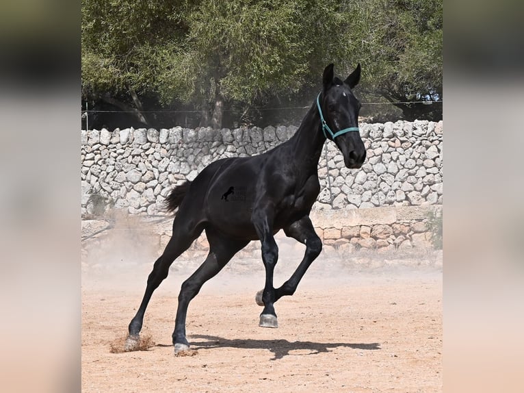 Menorquín Yegua Potro (01/2026) 158 cm  in Menorca