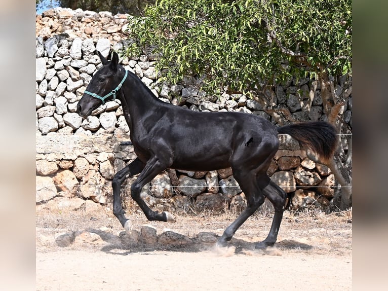 Menorquín Yegua Potro (01/2026) 158 cm  in Menorca