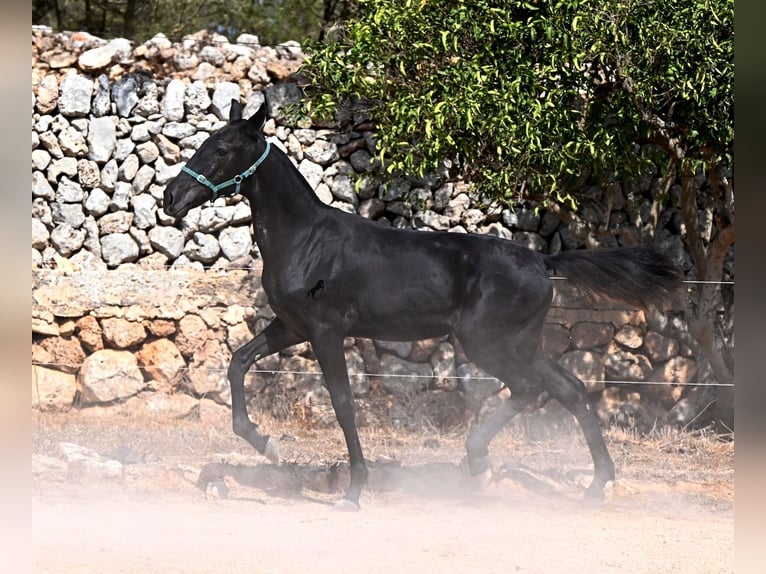 Menorquín Yegua Potro (01/2026) 158 cm  in Menorca