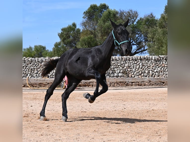Menorquín Yegua Potro (01/2026) 158 cm  in Menorca